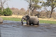 African elephants crossing river