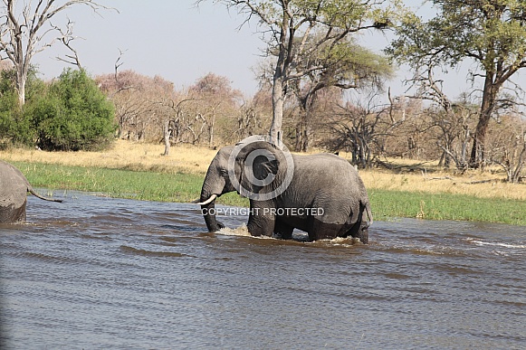 African elephants crossing river