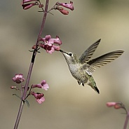 Female Anna's Hummingbird feeding in the flowers