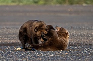 Brown bear cubs wrestling in the sand in the early morning