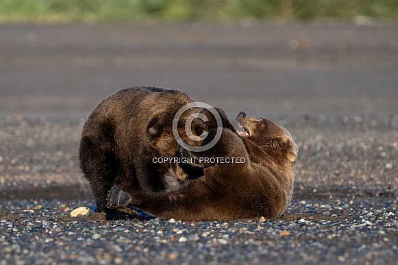 Brown bear cubs wrestling in the sand in the early morning Brown bear cubs wrestling in the sand in the early morning