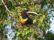 Chestnut-eared Aracari