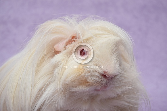 Peruvian Guinea Pig