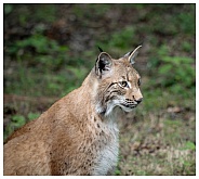 Lynx