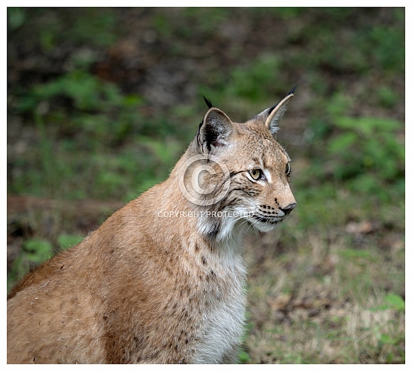 Lynx