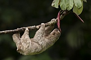 Sloth