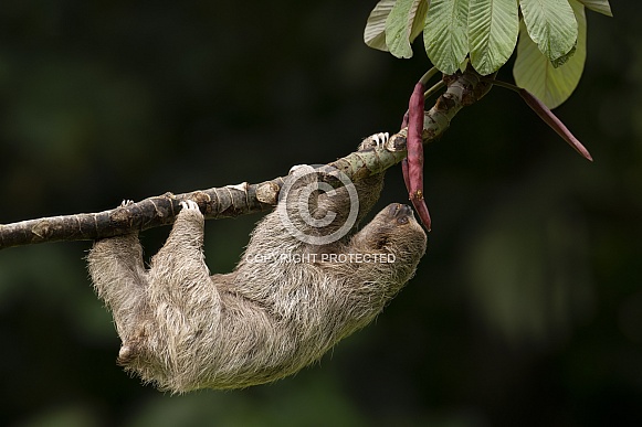 Sloth