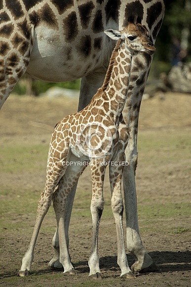Giraffe foal Giraffe foal