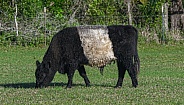 Belted Galloway is a traditional Scottish breed of beef cattle.