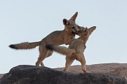 Kit Fox, Vulpes macrotis