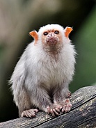 Silvery Marmoset