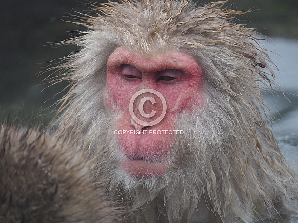 Snow Monkeys Snow Monkeys