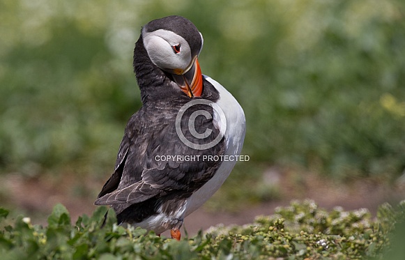 Puffin the birds from the arctic.