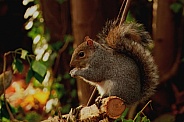 Squirrel