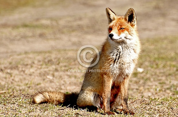 Red fox Red fox