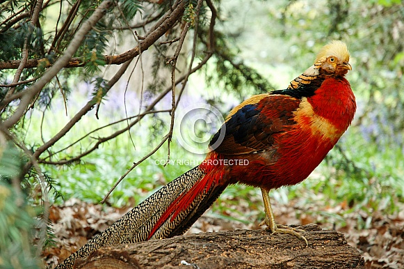 Golden Pheasant