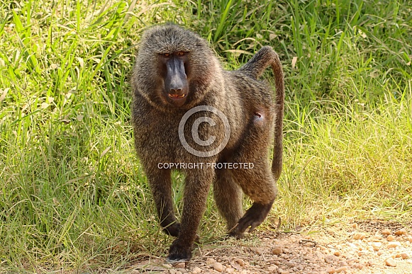 Olive Baboon Olive Baboon