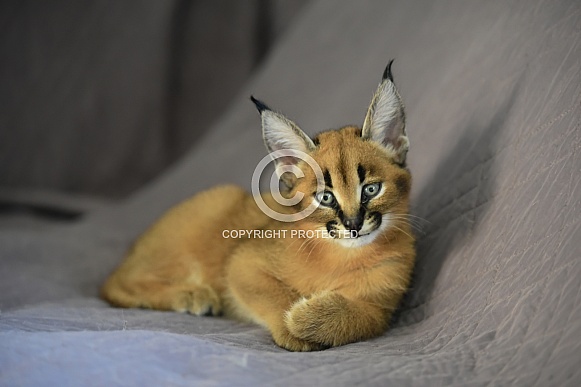 Young Caracal Young Caracal