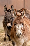 Donkeys Hillary and Hope.