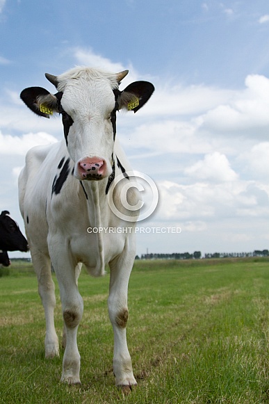 Dutch Cow and Cows Dutch Cow and Cows