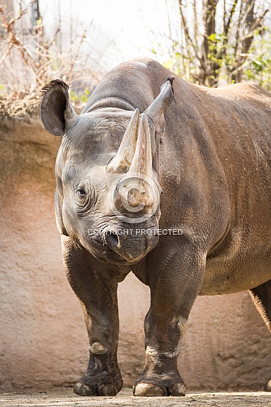 Black Rhino