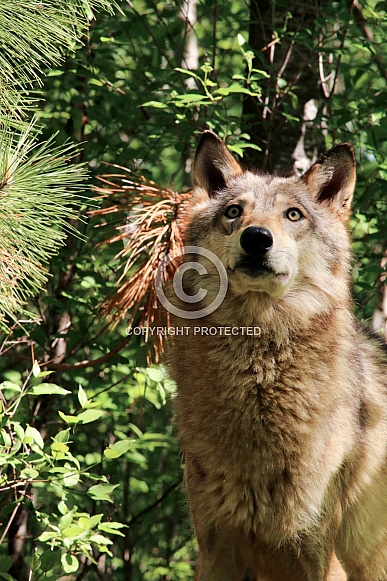 Wolf and Wolf Pups