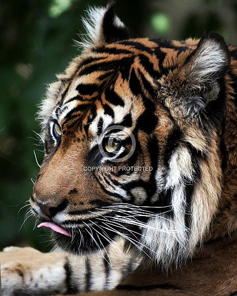 Sumatran Tiger Sumatran Tiger