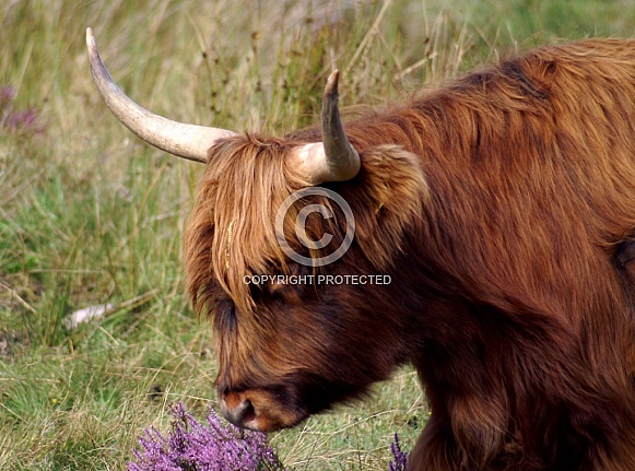 Highland Cow Highland Cow