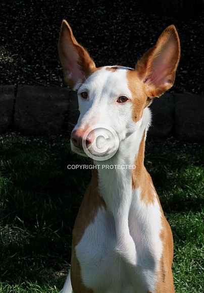 Ibizan Hound Ibizan Hound