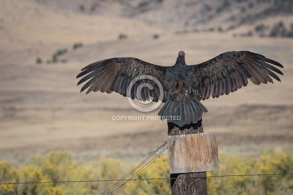 Turkey Vulture