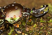 Rainbow stag beetle with water drops.