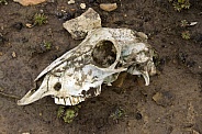 Skull of a sheep - Falkland Islands