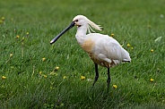 The Eurasian spoonbill