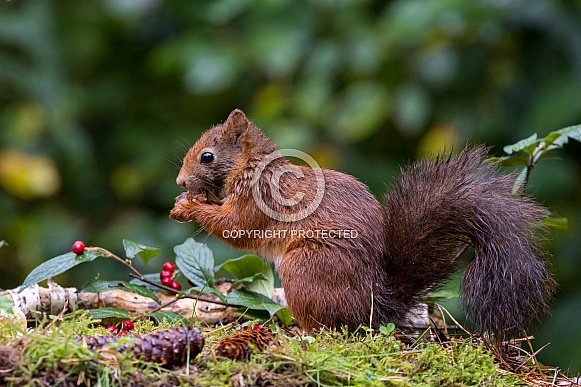 Red Squirrel