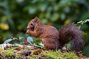 Red Squirrel