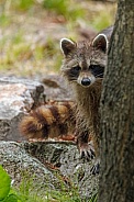 A young fluffy tailed raccoon looking back