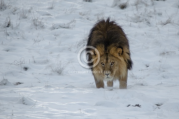 Lion in the Snow