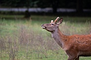 Red deer