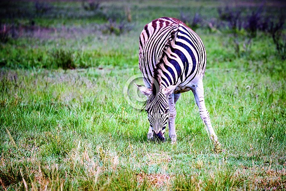 Zebra Zebra