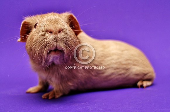 Guinea Pig