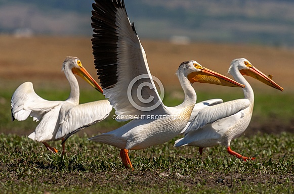 American White Pelican American White Pelican