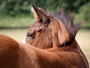 Wild Horse
