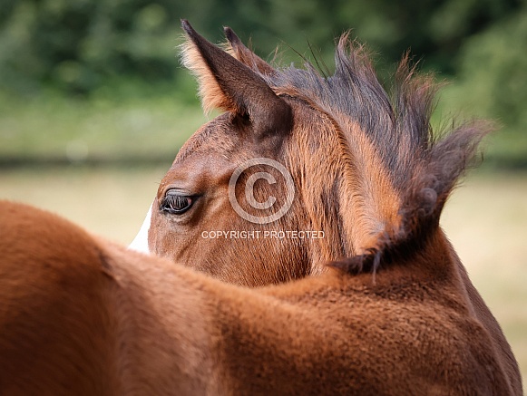Wild Horse Wild Horse