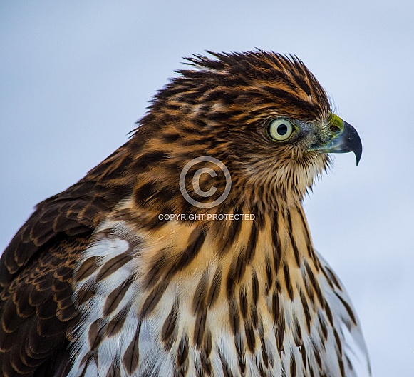 Cooper's Hawk