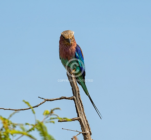 Lilac-breasted Roller Lilac-breasted Roller