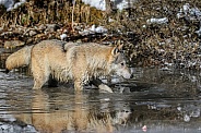 Gray or grey wolf in winter