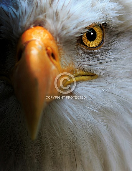 Eagle—Bald Eagle