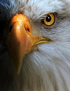 Eagle—Bald Eagle