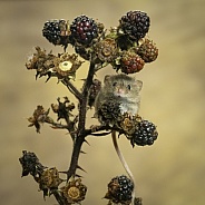 Harvest Mouse