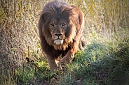 African Lion Full Body Walking Towards Camera